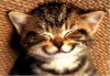Alephcat's Avatar