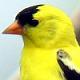 GoldFinch's Avatar