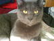 Gryphon's Avatar