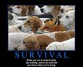 Click image for larger version

Name:	art-of-survival.jpg
Views:	392
Size:	100.2 KB
ID:	2029005