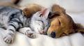 Click image for larger version

Name:	puppykitten2.jpg
Views:	133
Size:	177.7 KB
ID:	2030311