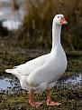Click image for larger version

Name:	Domestic_Goose.jpg
Views:	115
Size:	195.4 KB
ID:	2030314