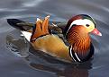 Click image for larger version

Name:	Mandarin.duck.arp.jpg
Views:	113
Size:	197.7 KB
ID:	2030317