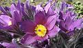 Click image for larger version

Name:	Pasque_flower2.jpg
Views:	79
Size:	145.2 KB
ID:	2030739