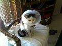 Click image for larger version

Name:	coneofshame.jpg
Views:	293
Size:	178.8 KB
ID:	2033395