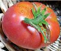 Click image for larger version

Name:	tomato.jpg
Views:	176
Size:	17.8 KB
ID:	2033418