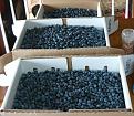 Click image for larger version

Name:	Blueberries-Before.jpg
Views:	195
Size:	180.3 KB
ID:	2033429