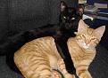 Click image for larger version

Name:	brokeback cats.jpg
Views:	177
Size:	94.4 KB
ID:	2028746