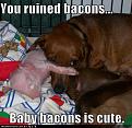 Click image for larger version

Name:	baby bacons.jpg
Views:	326
Size:	166.6 KB
ID:	2029290