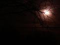 Click image for larger version

Name:	Moon_Trees.jpg
Views:	136
Size:	8.2 KB
ID:	2029416