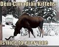 Click image for larger version

Name:	canadian kittehs.jpg
Views:	120
Size:	29.2 KB
ID:	2029612