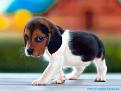 Click image for larger version

Name:	beagle-puppy.jpg
Views:	259
Size:	174.3 KB
ID:	2030309