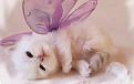Click image for larger version

Name:	Cute-Kitten-Wallpaper-kittens-16094693-1280-800.jpg
Views:	255
Size:	66.3 KB
ID:	2030310