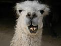 Click image for larger version

Name:	llama270977_smiling_llama.jpg
Views:	177
Size:	9.7 KB
ID:	2030316