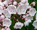 Click image for larger version

Name:	Mt_Laurel_Kalmia_Latifolia.jpg
Views:	116
Size:	25.2 KB
ID:	2030738