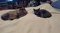 Click image for larger version

Name:	cats on bed second take.jpg
Views:	181
Size:	198.0 KB
ID:	2030765