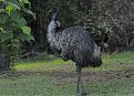 Click image for larger version

Name:	emu that chased Dad.jpg
Views:	385
Size:	115.9 KB
ID:	2033389