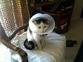 Click image for larger version

Name:	coneofshame.jpg
Views:	340
Size:	178.8 KB
ID:	2033395