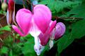 bleeding heart-my favorite flower