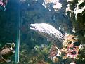 The Seaworld Sock Puppet. I swear every site has one of these - I think it's a Moray Eel, or something like that. Unless the local specimen decides to go for a swim, they always look like someone pulled on a rubgy sock & stuck their arm through a hole.