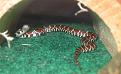 My Eastern Milk Snake