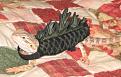 Bearded Dragon 'Godzilla' Halloween Costume